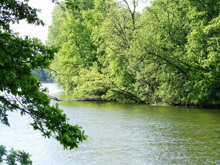 Przyroda nad rzeką - wodny świat