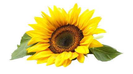 Naklejka premium Sunflower flower on white background, png