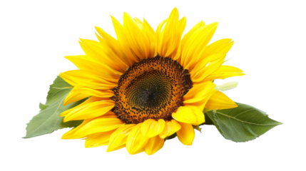 Sunflower flower on white background, png