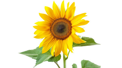 Obraz premium Sunflower flower on white background, png