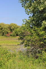 water lilies in the pond