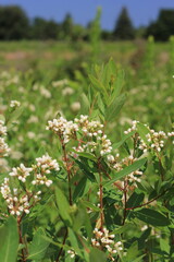 white wildflower growing in the fields