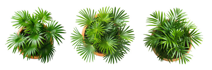 A row of three lush Lady Palm plants with vibrant green leaves in pots on a transparent Background.