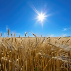 Obraz premium Bright sun shining over golden wheat field