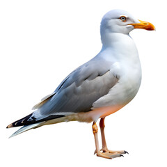 Seagull isolated on transparent background