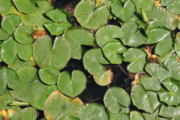 water lilies in the pond