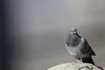 palomas