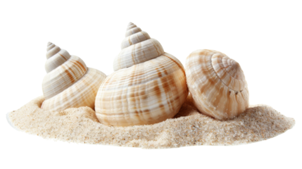Shells of sea snail on sand on a white background. png transparent
