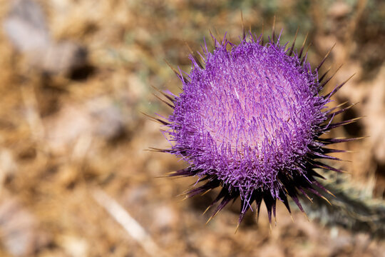Purple thistle flower, a thorny flower in impeccable datils as a background.