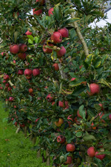 Close up of apples on an apple tree in the orchard