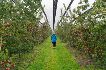 Woman walking through an apple orchard ready to pick apples