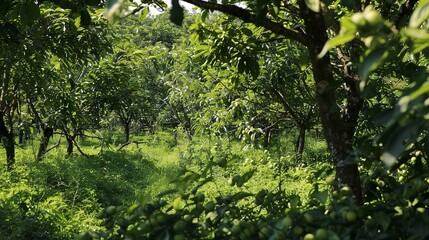 Fototapeta premium Sustainable agroforestry practice, close up on tree canopy and undergrowth, demonstrating layered agriculture 