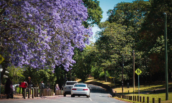 Jacaranda blossoms in Parramatta park