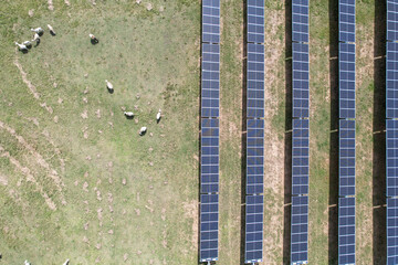 Top-Down View of Warwick Solar Farm with Grazing Sheep
