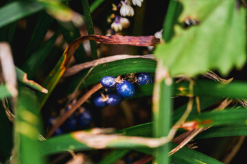 natural vegetation