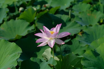 pink lotus in full blooming, Fujiwara-kyo-ato,Nara,Japan