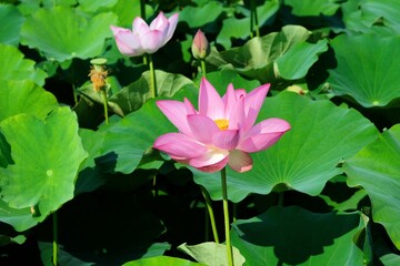 pink lotus in full blooming, Fujiwara-kyo-ato,Nara,Japan