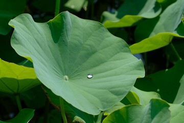 water drop on lotus leaf