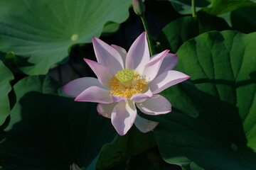 pink lotus in full blooming, Fujiwara-kyo-ato,Nara,Japan