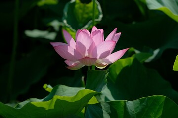 pink lotus in full blooming, Fujiwara-kyo,Nara,Japan