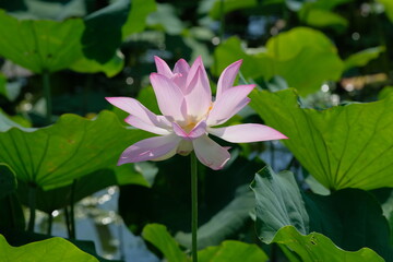 pink lotus in full blooming, Fujiwara-kyo,Nara,Japan