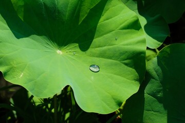 water drop on lotus leaf