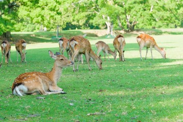 Naklejka na ściany i meble group of deer in green field,Nara,Japan 