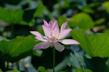 Obraz premium pink lotus in full blooming, Fujiwara-kyo,Nara,Japan
