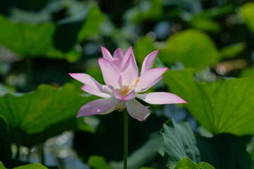 pink lotus in full blooming, Fujiwara-kyo,Nara,Japan