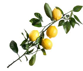  Lemon branch with leaves and lemons on a white background