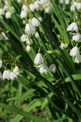 Fototapeta premium A field of Snowflakes in the garden.