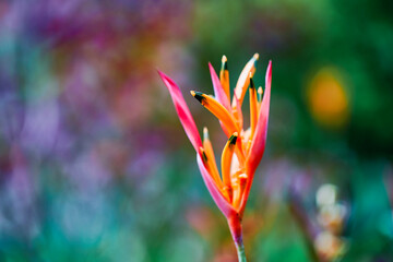 beautiful red flower, tropical flower. rostrata, Hanging Claw Lobster or False Bird of Paradise. Plant, they are a source of nectar for birds and insects.