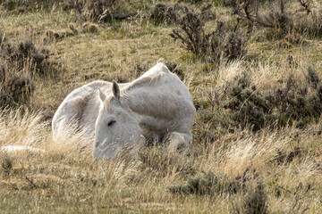 horse laying down in a field