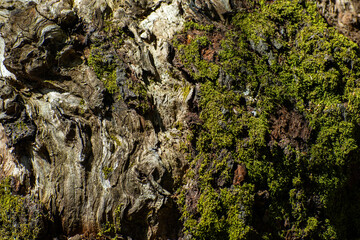 Moss growing on a tree bark 