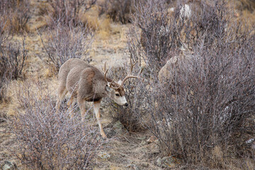 deer in the wild