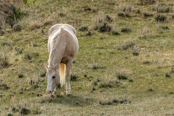 Obraz premium horse in the field