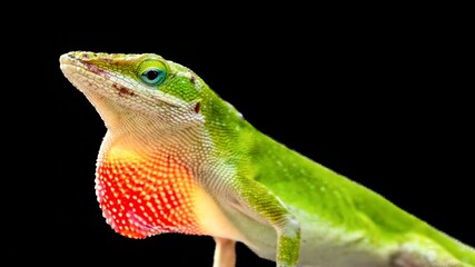 Green Anole