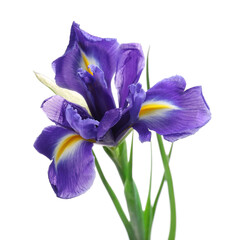 Naklejka premium Beautiful violet iris flower isolated on white