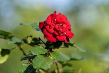 薔薇