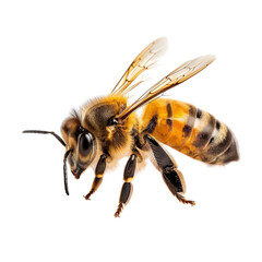 Honey bee walking isolated on white background cutout png 