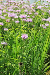 Obraz premium pink flowers in the garden