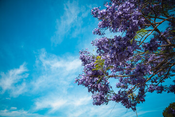 Jacaranda blossoms in Parramatta park