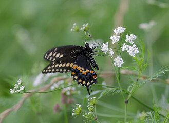 Black swallowtail (Papilio polyxenes) male feeding from a flower, Brazos Bend State Park, Texas, USA.