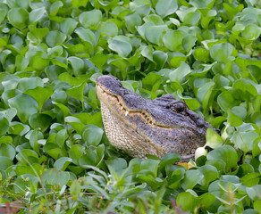American alligator (Alligator mississippiensis) bellowing in thickets of water hyacinth (Pontederia [Eichhornia] crassipes), Brazos Bend State Park, Texas, USA.