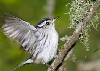 Black-and-white warbler (Mniotilta varia) with open wing during spring migration, Galveston, Texas, USA.