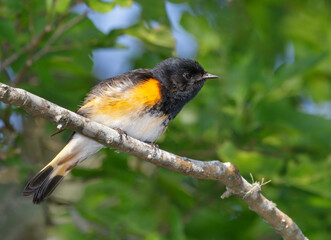 American redstart (Setophaga ruticilla) male during the spring migration, Galveston, Texas.