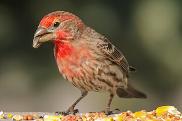 finch with seed