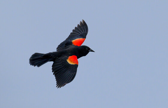 Male red-winged blackbird (Agelaius phoeniceus) flying in blue sky, Galveston, Texas, USA.