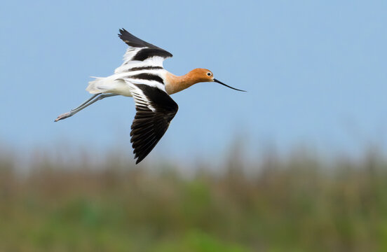 American avocet (Recurvirostra americana) flying over wetlands during spring migration, Galveston, texas, USA.