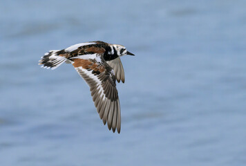 Ruddy turnstone (Arenaria interpres) flying over the ocean during spring migration, Galveston,...